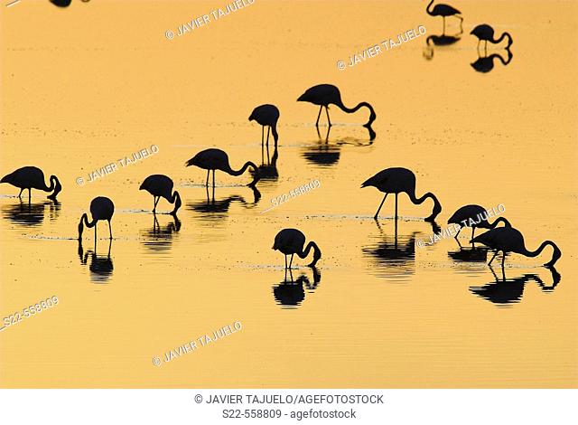 Greater Flamingo, Phoenicopterus ruber, Laguna Larga de Villacañas, Toledo, Castilla La Mancha, Spain