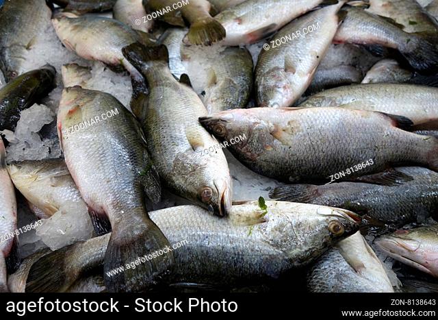 Milk fish in the market for sale