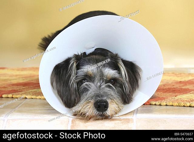 Mixed breed dog with protective funnel, neck collar