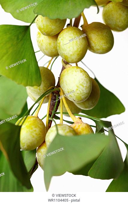 Close-up of Ginkgo Biloba Fruit