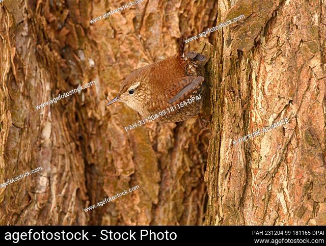 01 December 2023, Berlin: 01.12.2022, Berlin. A wren (Troglodytes troglodytes) sits on the bark of a tree. The small bird almost blurs with its surroundings and...