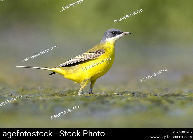 Yellow Wagatil (Motacilla flava cinereocapilla), side view of an adult male standing on the ground, Campania, Italy