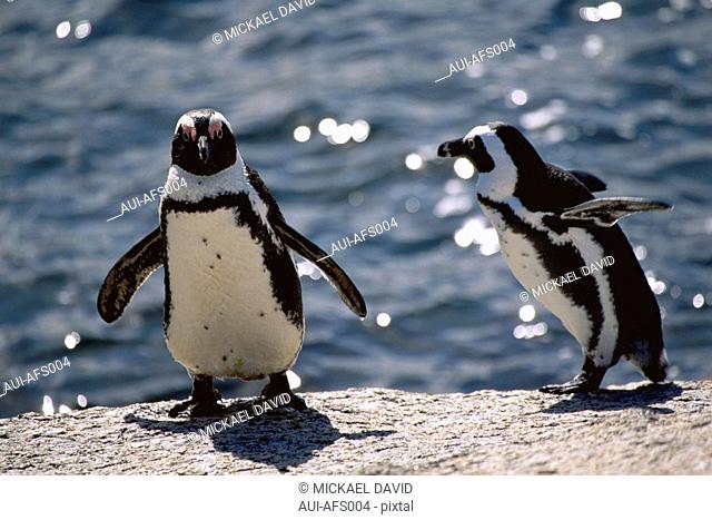 South Africa - Cape Town - Simon's Town - Penguin