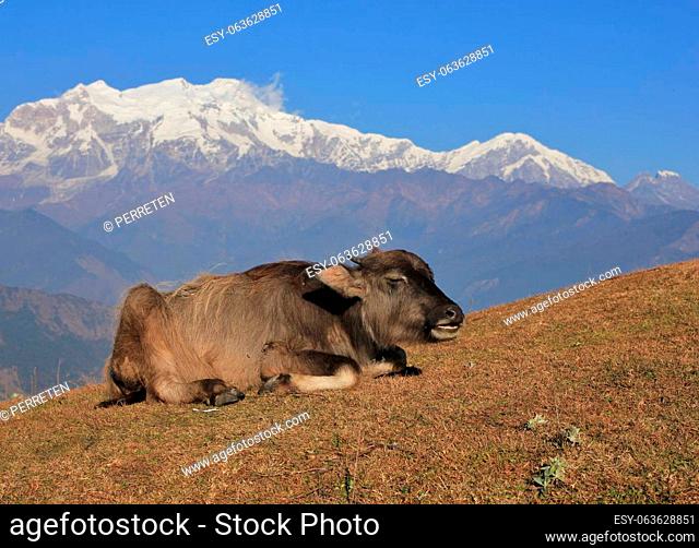 Resting water buffalo baby and snow capped mountain of the Manaslu range, Nepal
