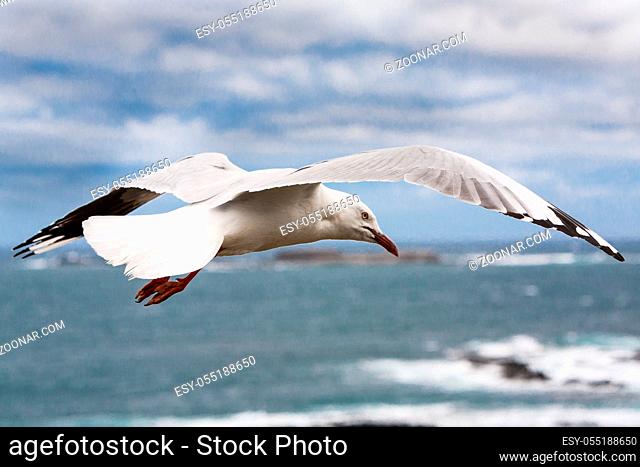 A seagull searches for food in the sea in Phllip Island, Victoria, Australia