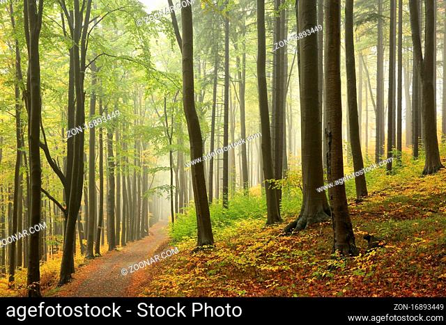A trail among beech trees through an autumn forest in a misty rainy weather, Bischofskoppe Mountain, October, Poland