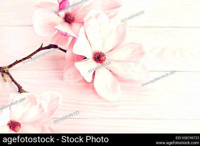 Magnolia soulangeana flower on white wooden background. Copy space for text