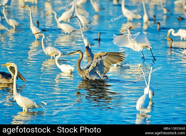Great egrets (Casmerodius albus) and great blue herons (Ardea herodias) looking for fish in a pond, Sanibel Island, Florida, United States of America