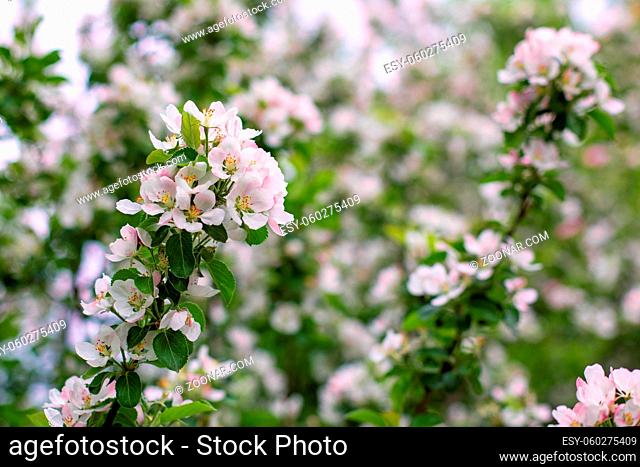 Apple blossom, orchard spring bloom. Delicate pink white flower of apple tree blossom. Natural fresh young branch of garden apple tree