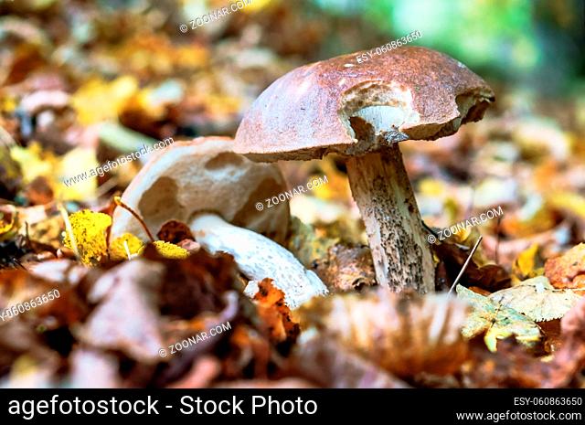 two boletus in the grass, edible mushrooms on the ground