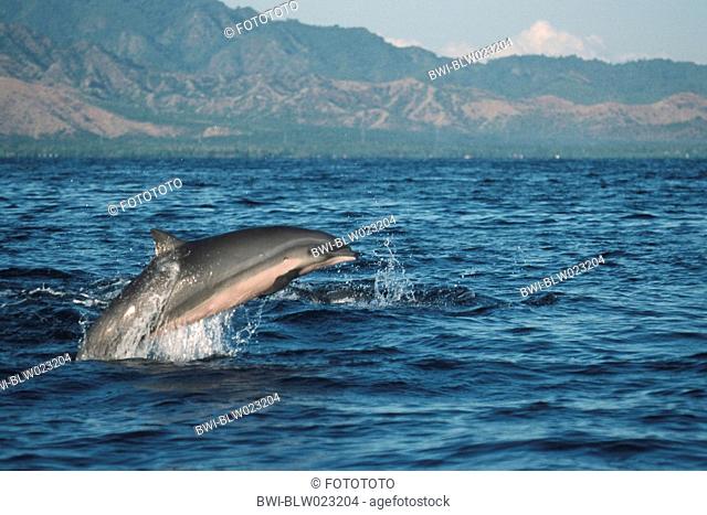 shortsnouted whitebelly dolphin, Fraser's dolphin, Sarawak dolphin, Bornean dolphin Lagenodelphis hosei, jumping, Indonesia