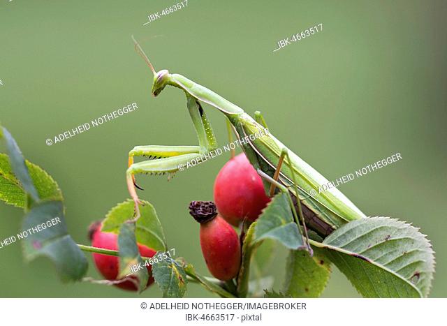 European mantis (Mantis religiosa) sits on rose hips, Burgenland, Austria