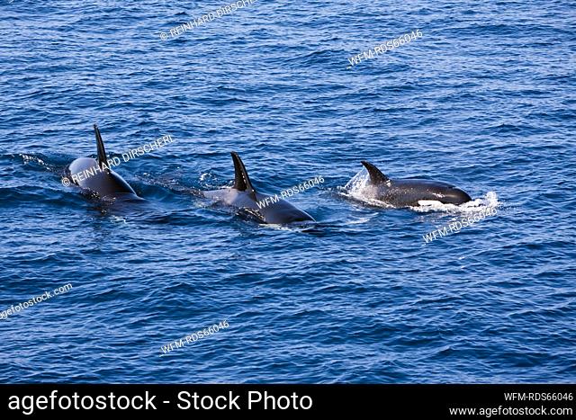 Orca Killer Whale, Orcinus orca, Isabela Island, Galapagos, Ecuador