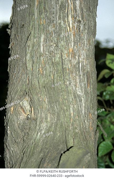 Biota Platycladus orientalis close-up of bark