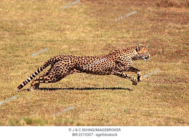 Cheetah (Acinonyx jubatus), adult, hunting, running, South Africa, Africa