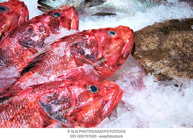 Scorpionfishes Scorpaena Scrofa in a fish shop of San Miguel Market Madrid, Spain