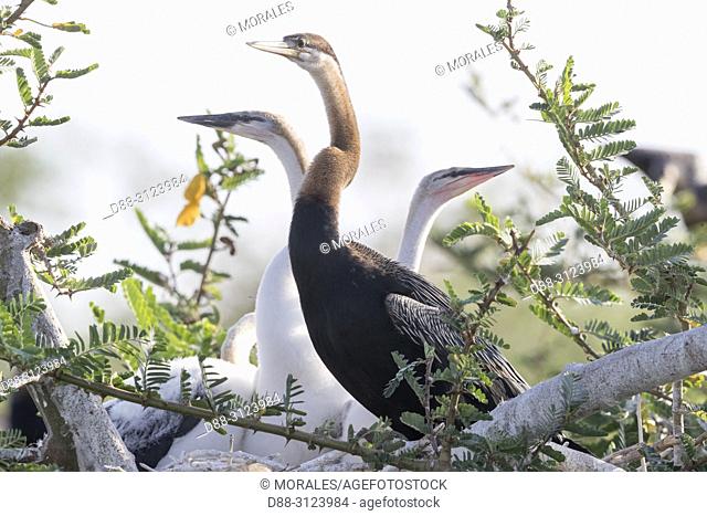 Africa, Ethiopia, Rift Valley, Ziway lake, African darter (Anhinga rufa), perched on a branch of a tree