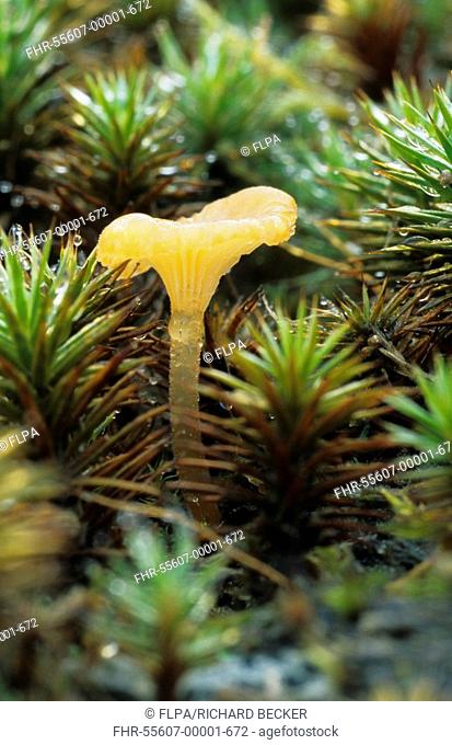 Small Cap Fungi Micena fibola Fruiting amongst mosses in woodland