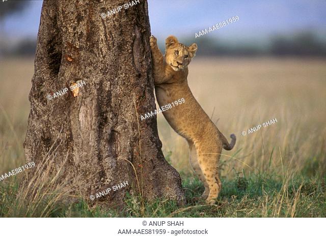 Lion Cub stretching (Panthera leo), Maasai Mara, Kenya