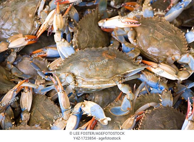 Washington DC, USA, blue crabs from the Chesapeake at the Maine Avenue Fish Market