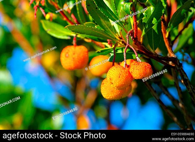 Erdbeerbaum - arbutus 16