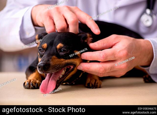 Old vet doctor examining dog in the clinic