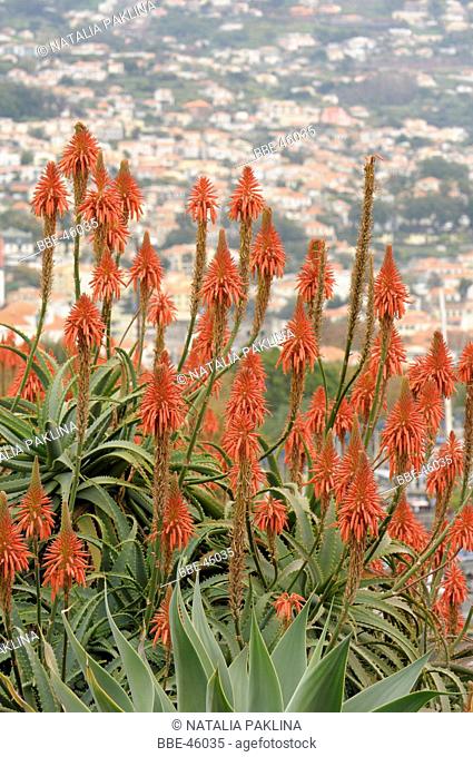 flowers of Sword Aloe with Funchal in the background