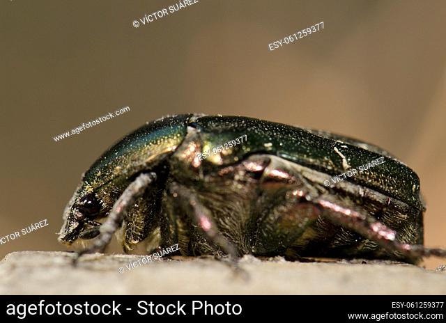 Beetle in the island of Gran Canaria. Canary Islands. Spain