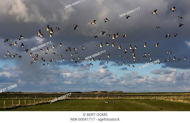 Barnacle Goose (Branta leucopsis) flock flying over meadow land in warm evening light with a dark sky in the background and a few geese left behind on the...