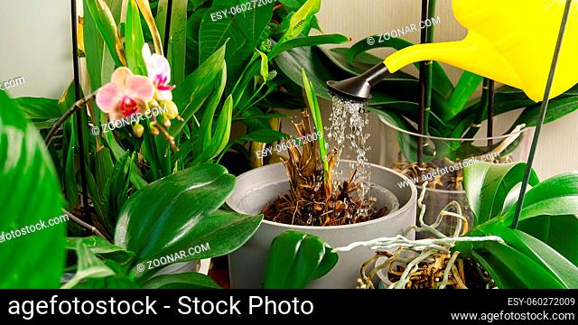 woman gardener watering orchid flowers athome. houseplant care. Home gardening, love of plants and care. housework and plants care concept