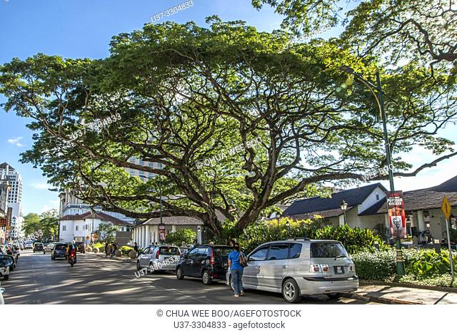 An old tree next to Kuching Old Court House, Sarawak, Malaysia