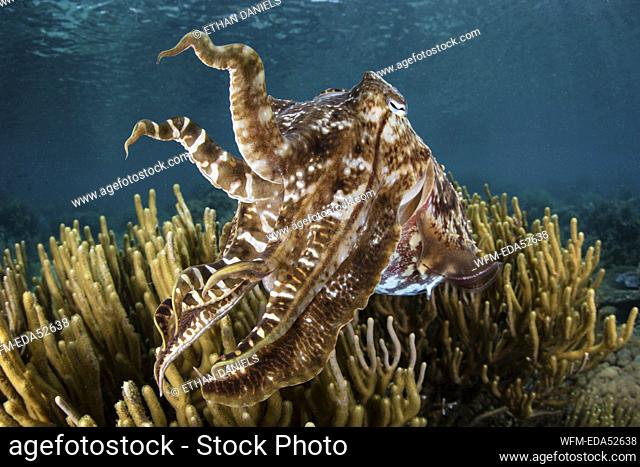 Broadclub Cuttlefish, Sepia latimanus, Komodo National Park, Indonesia