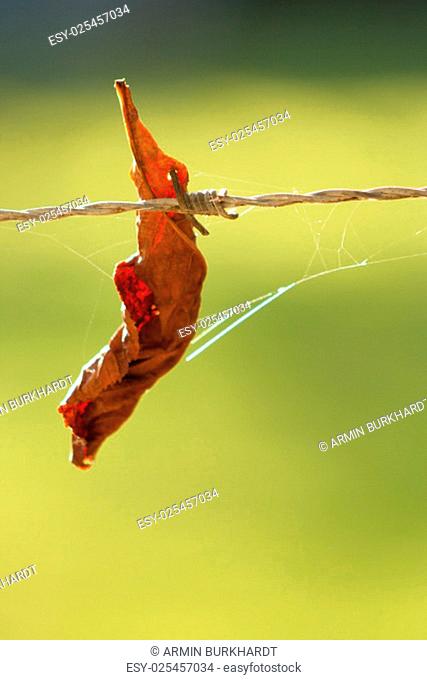 a leaf ist hanging at a barbed wire