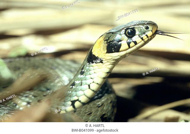 grass snake (Natrix natrix), portrait, male, flicking, Germany, Bavaria