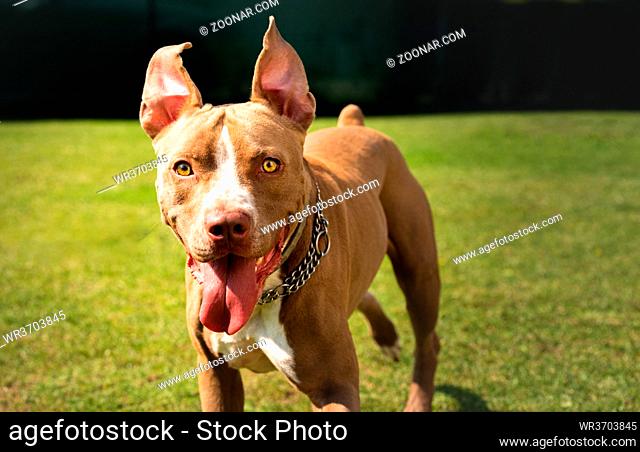 Dog standing in backyard American staffordshire terrier, amstaff, brown stafford pit bull big outdoor with tongue out