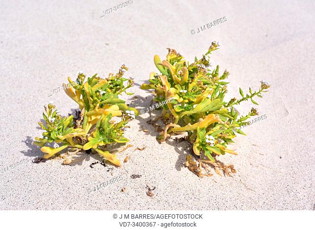 European searocket (Cakile maritima) is a succulent annual plant native to Europe coastlines, northern Africa, North and South America, Australia and New Zeland