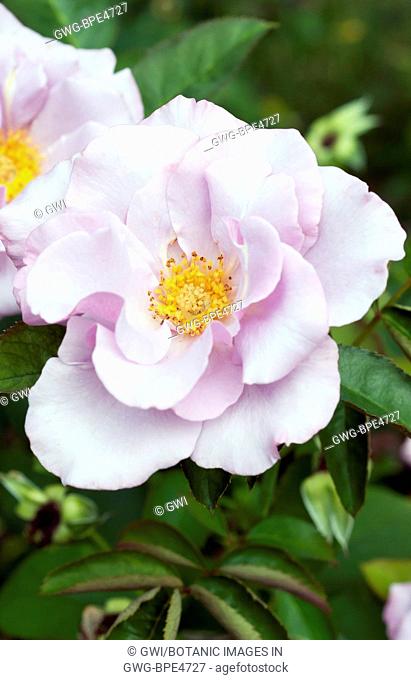 ROSA 'BLUEBERRY HILL'