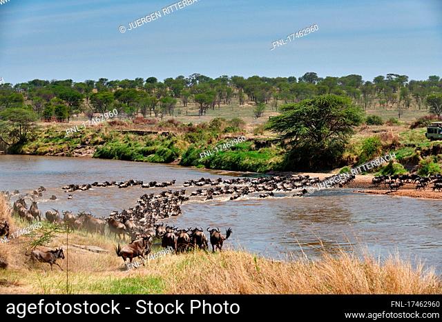 white wildebeest (Connochaetes mearnsi) on great migration through Serengeti National Park crossing Mara River, Tanzania