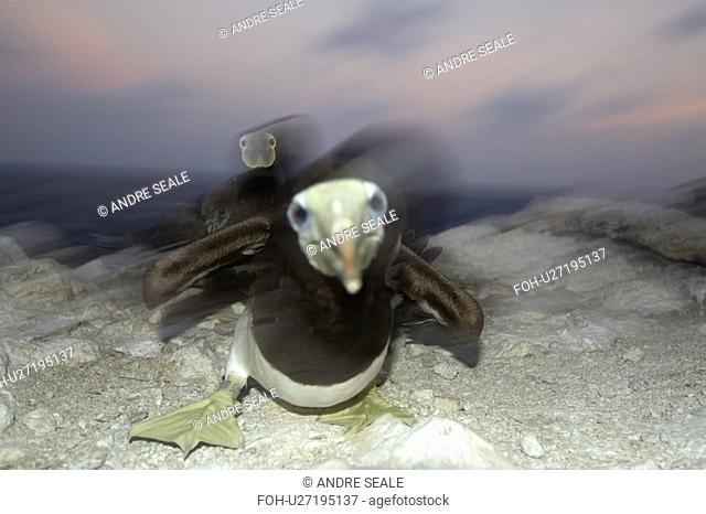 Angry Brown booby, Sula leucogaster, protecting nest, St. Peter and St. Paul's rocks, Brazil, Atlantic Ocean