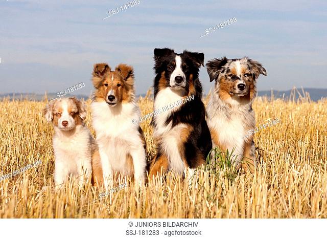 Miniature Australian Shepherd and Sheltie. Four dogs sitting on a stubble field