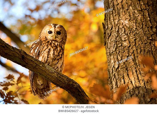 Eurasian tawny owl (Strix aluco), sitting on a branch in autumn, Germany