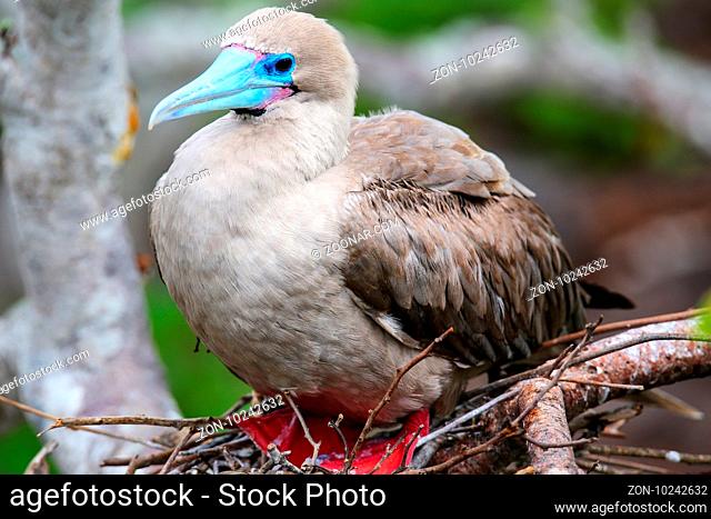 Red-footed booby (Sula sula) sitting on a nest, Genovesa island, Galapagos National Park, Ecuador