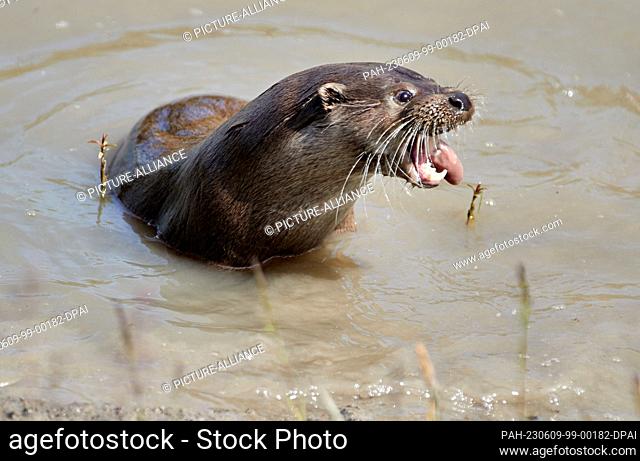 09 June 2023, Schleswig-Holstein, Tönning: A female otter feeding in the outdoor area of the new otter facility at the Nationalpark-Zentrum Multimar Wattforum