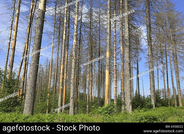 Spruce European spruce (Picea abies), dead trees due to drought and bark beetle infestation, Siegerland, North Rhine-Westphalia, Germany, Europe