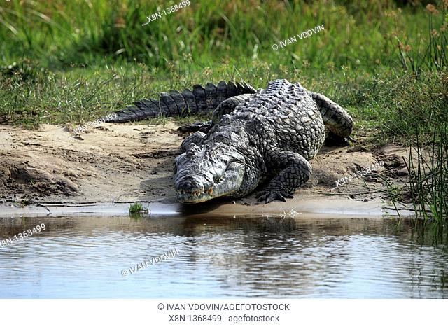 Crocodile crocodylus niloticus, Murchison Falls national park, Uganda, East Africa