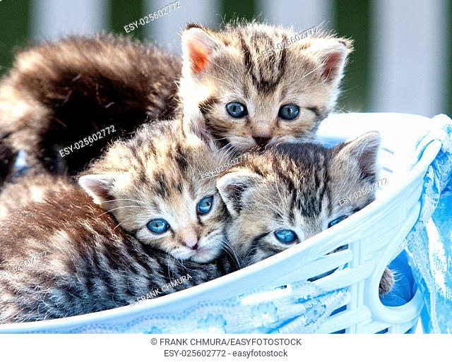 Kittens with Blue Eyes Lying in a Basket Outdoors