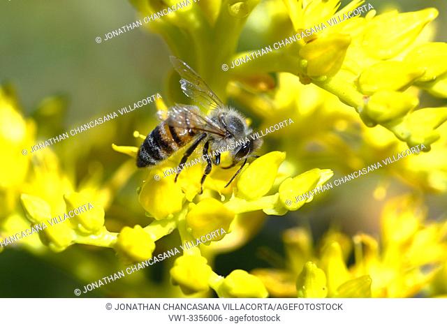 Detail of a European bee (apis mellifera) pollinating a yellow flower. Huancayo - Perú