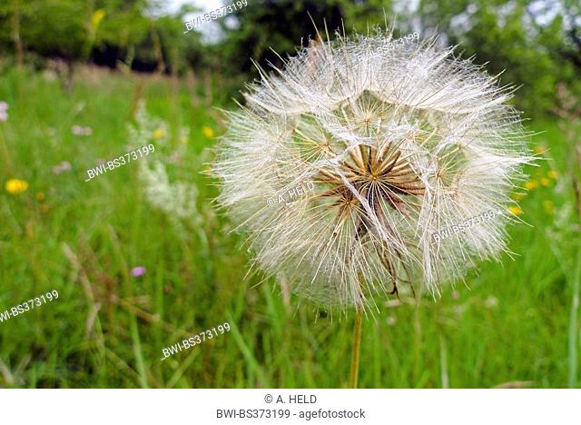 meadow goat's beard, jack-go-to-bed-at-noon, meadow salsifify (Tragopogon pratensis), infructescence, Germany, Hesse