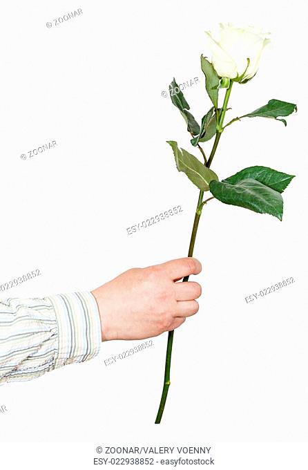 hand giving one flower - white rose isolated