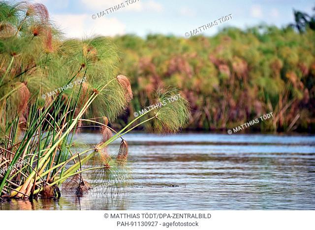 Papyrus reeds in the Okavango delta near to Guma in Botswana, taken 08.04.2017. The inner delta of the Okavango is included in UNESCO's world heritage sites